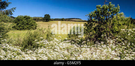 blühende Pflanzen, kleine Bäume und Bush, Wiese und klarem Himmel während schöner Frühlingstag in der Nähe von Vychylovka Dorf in Kysucke Beskydy Stockfoto