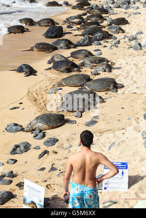 Man beobachtet Hawaiianische Grüne Meeresschildkröten ruht am Hookipa Beach Stockfoto