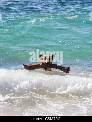 Deutscher Schäferhund holt großen Stock am Strand von Maui Stockfoto