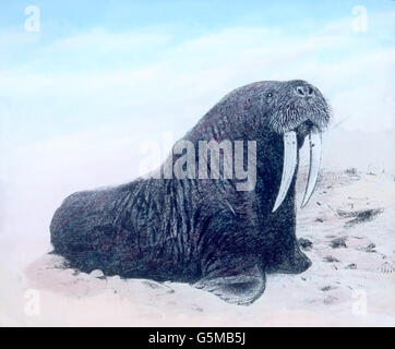 Walross, Walross (Odobenus Rosmarus). Stockfoto