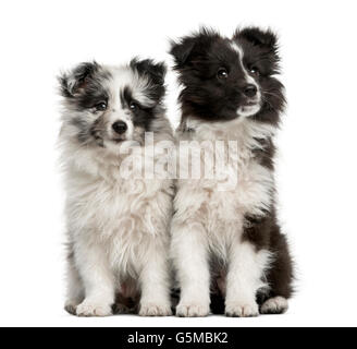 Shetland Sheepdog Welpen sitzen vor einem weißen Hintergrund Stockfoto