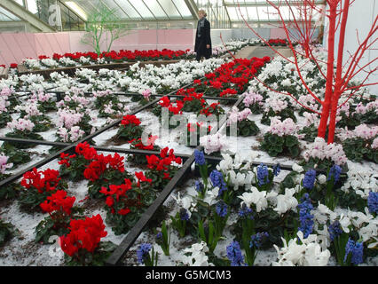 Ein Besucher schaut auf die bunten Cyclamen im Wintergarten der Prinzessin von Wales in den Botanischen Gärten von Kew, Südwesten Londons. Kunstministerin Tessa Blackstone, die Kew besucht, hat heute ein Angebot der Regierung gestartet, die berühmten Londoner Gärten als Weltkulturerbe zu betrachten. Stockfoto