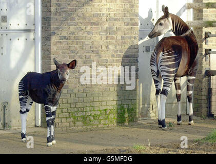 Das sieben Wochen alte Okapi-Kalb des Londoner Zoos, Jemima, bleibt ihrer Mutter Elila in ihrem Paddock nahe. Die Geburt des Okapi - ein Verwandter der Giraffe - fällt mit dem 100. Jahrestag der Art zusammen, die 1901 in Zentralafrika entdeckt wurde. Stockfoto