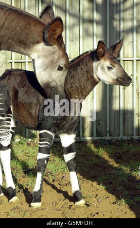 London Zoo Okapi Kalb Stockfoto