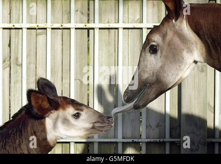 Das sieben Wochen alte Okapi-Kalb des Londoner Zoos, Jemima, bleibt ihrer Mutter Elila in ihrem Paddock nahe. Die Geburt des Okapi - ein Verwandter der Giraffe - fällt mit dem 100. Jahrestag der Art zusammen, die 1901 in Zentralafrika entdeckt wurde. Stockfoto