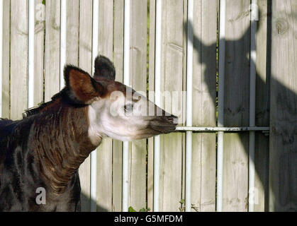 Das sieben Wochen alte Okapi-Kalb des Londoner Zoos, Jemima, bleibt ihrer Mutter Elila in ihrem Paddock nahe. Die Geburt des Okapi - ein Verwandter der Giraffe - fällt mit dem 100. Jahrestag der Art zusammen, die 1901 in Zentralafrika entdeckt wurde. Stockfoto