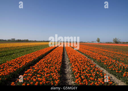 Coloful Tulpenfeld und blauer Himmel. Schöne Outdoor-Landschaft in den Niederlanden, Europa. Stockfoto