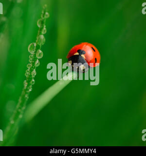 Marienkäfer (Ladybird) kriechen auf dem grünen Rasen mit Regentropfen Stockfoto