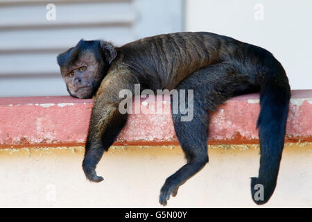 brauner Kapuziner Affen (Cebus Apella) Erwachsenen sitzen an Wand und ruhen, Französisch-Guayana Stockfoto