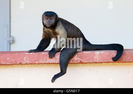 brauner Kapuziner Affen (Cebus Apella) Erwachsenen sitzen an Wand und ruhen, Französisch-Guayana Stockfoto