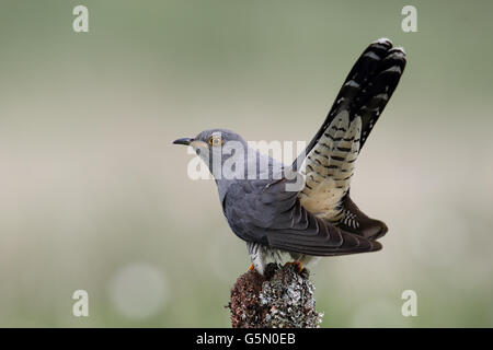 Wilden erwachsenen männlichen Kuckuck (Cuculus Canorus) thront. Aufnahme in Schottland, Großbritannien. Stockfoto