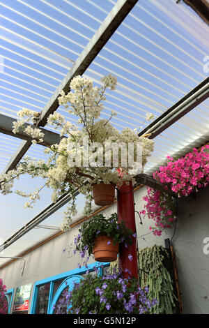 Weiße Bougainvillea wachsen in einem hängenden Topf unter klaren Plexiglas Dach Stockfoto