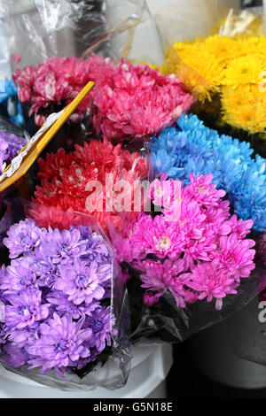 Nahaufnahme von frischen bunten Chrysanthemen Gänseblümchen Frühlingsblumen Stockfoto