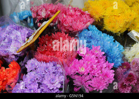 Nahaufnahme von frischen bunten Chrysanthemen Gänseblümchen Frühlingsblumen Stockfoto