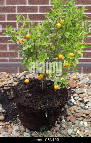 Wachsende haben, Kumquat, Citrofortunella Microcarpa im Boden Stockfoto