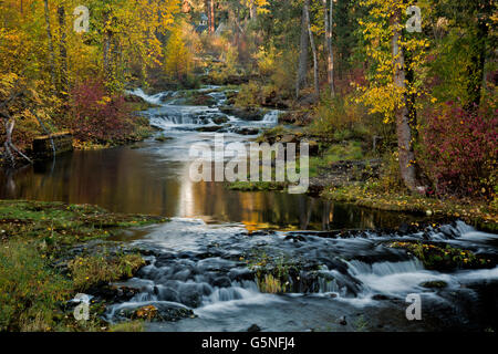 WA12843-00... WASHINGTON - Herbstfarben entlang Trout Lake Creek in die Stadt Forellen See in den Cascade Mountains gelegen. Stockfoto