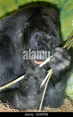 Vier Hündinnen im Londoner Zoo haben Jock, einen 18-jährigen männlichen westlichen Flachlandgorilla aus dem Zoo la Palmyre in Südwestfrankreich, begrüßt, der am Valentinstag ankam. *seine Ankunft fällt mit dem Start einer großen Initiative des Vereinigten Königreichs gegen den illegalen Handel mit Buschfleisch zusammen - ein Handel, der das Überleben von Gorillas und anderen Primatenarten zunehmend bedroht. Stockfoto