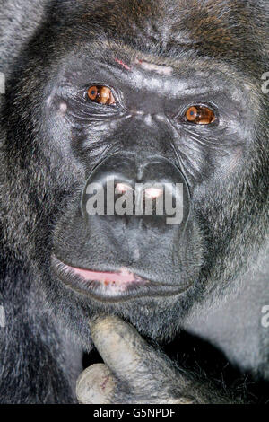 Jock der neuen Gorilla im Londoner Zoo Stockfoto