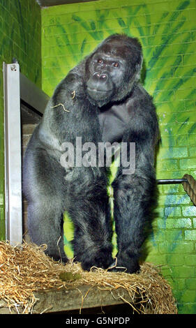 Vier Hündinnen im Londoner Zoo haben Jock, einen 18-jährigen männlichen westlichen Flachlandgorilla aus dem Zoo la Palmyre in Südwestfrankreich, begrüßt, der am Valentinstag ankam. Seine Ankunft fällt mit dem Start einer großen Initiative des Vereinigten Königreichs gegen den illegalen Handel mit Buschfleisch zusammen. * ein Handel, der das Überleben von Gorillas und anderen Primatenarten zunehmend bedroht. Stockfoto