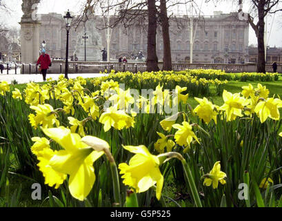 Narzissen in voller Blüte im Green Park, mit Buckingham Palace als Hintergrund, da der Frühling Wochen früher als erwartet im warmen Winter eintrifft. Stockfoto