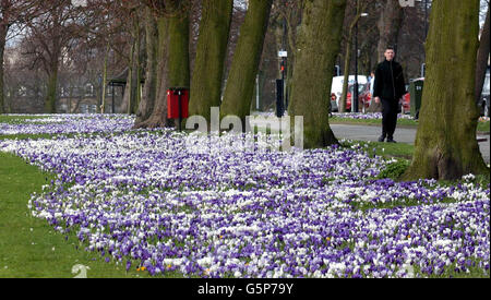 Zeichen des Frühlings in Harrogate, North Yorkshire, wo Sonnenschein und milde Temperaturen Farbwellen hervorgebracht haben, während Krokusse die in die Stadt führenden Streuner bedecken. Stockfoto