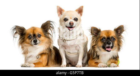 Drei Chihuahua vor einem weißen Hintergrund Stockfoto