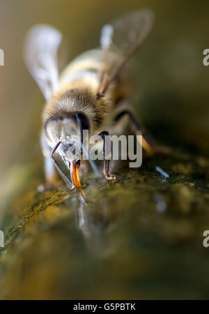 Weimar, Deutschland. 21. Juni 2016. Eine Biene trinkt Wasser aus einem Brunnen in Weimar, Deutschland, 21. Juni 2016. Foto: Michael Reichel/Dpa/Alamy Live News Stockfoto