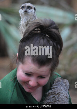 Der Londoner Zoo-Tierpfleger Tegan McPhail im Meerkat-Gehege im London Zoo während der jährlichen Tierhaltung. Stockfoto