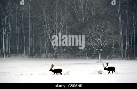 Zwei Hirsche wandern im Raby Castle in Staindrop, County Durham, durch den tiefen Schnee, während das Winterwetter in ganz Großbritannien anhielt. Stockfoto