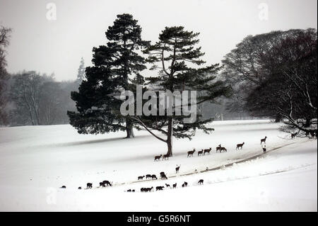 Hirsche wandern im Raby Castle in Staindrop, County Durham, durch den tiefen Schnee, während das Winterwetter in ganz Großbritannien anhielt. Stockfoto