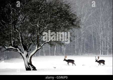 Zwei Hirsche wandern im Raby Castle in Staindrop, County Durham, durch den tiefen Schnee, während das Winterwetter in ganz Großbritannien anhielt. Stockfoto