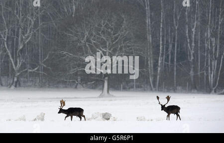 Zwei Hirsche wandern im Raby Castle in Staindrop, County Durham, durch den tiefen Schnee, während das Winterwetter in ganz Großbritannien anhielt. Stockfoto