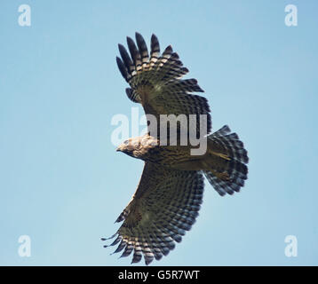 Junge rote geschultert Hawk im Flug Stockfoto
