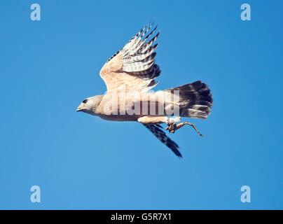 Red geschultert Hawk im Flug mit einem Froschschenkel in seinen Krallen Stockfoto