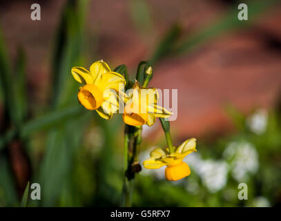 Hübsche Narcissus Jonquilla Tazetta den gemeinsamen Garten Jonquil ist ein Hardy Birne mit leuchtend gelben Blüten und Cup zu verbreiten. Stockfoto