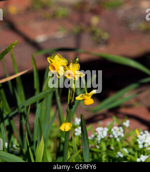 Hübsche Narcissus Jonquilla Tazetta den gemeinsamen Garten Jonquil ist ein Hardy Birne mit leuchtend gelben Blüten und Cup zu verbreiten. Stockfoto