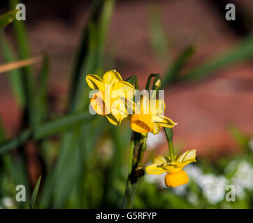 Hübsche Narcissus Jonquilla Tazetta den gemeinsamen Garten Jonquil ist ein Hardy Birne mit leuchtend gelben Blüten und Cup zu verbreiten. Stockfoto