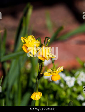 Hübsche Narcissus Jonquilla Tazetta den gemeinsamen Garten Jonquil ist ein Hardy Birne mit leuchtend gelben Blüten und Cup zu verbreiten. Stockfoto