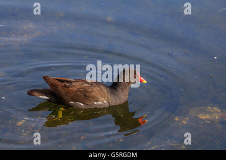 Teichhuhn, genießen Sie ein erfrischendes Bad auf dem Serpentine Lake Hyde Park London Stockfoto