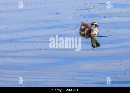 Nilgans und ihre Küken auf und durch die Serpentine Lake Hyde Park London Stockfoto