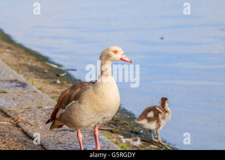 Nilgans und ihre Küken auf und durch die Serpentine Lake Hyde Park London Stockfoto