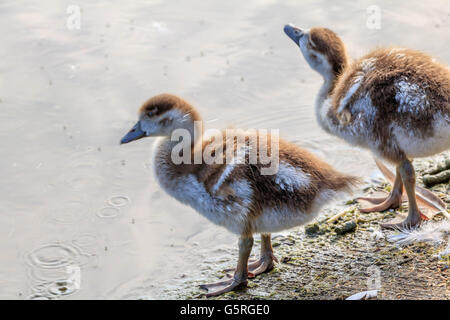 Nilgans und ihre Küken auf und durch die Serpentine Lake Hyde Park London Stockfoto