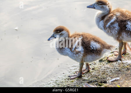 Nilgans und ihre Küken auf und durch die Serpentine Lake Hyde Park London Stockfoto