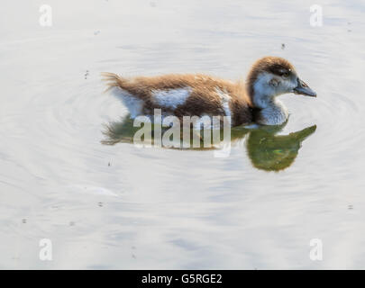 Nilgans und ihre Küken auf und durch die Serpentine Lake Hyde Park London Stockfoto