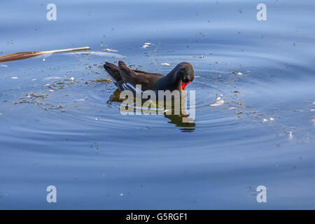 Teichhuhn, genießen Sie ein erfrischendes Bad auf dem Serpentine Lake Hyde Park London Stockfoto