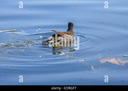 Teichhuhn, genießen Sie ein erfrischendes Bad auf dem Serpentine Lake Hyde Park London Stockfoto