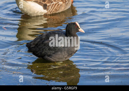 Ein einsamer Blässhühner auf dem Serpentine Lake Hyde Park london Stockfoto