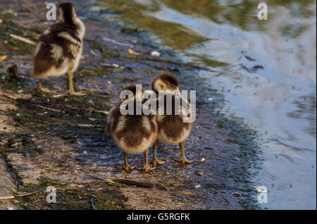 Nilgans und ihre Küken auf und durch die Serpentine Lake Hyde Park London Stockfoto