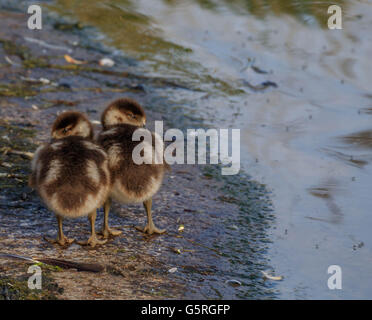 Nilgans und ihre Küken auf und durch die Serpentine Lake Hyde Park London Stockfoto