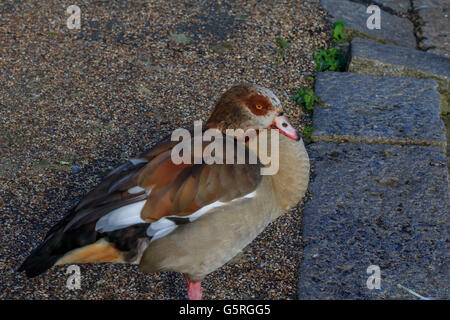 Nilgans und ihre Küken auf und durch die Serpentine Lake Hyde Park London Stockfoto